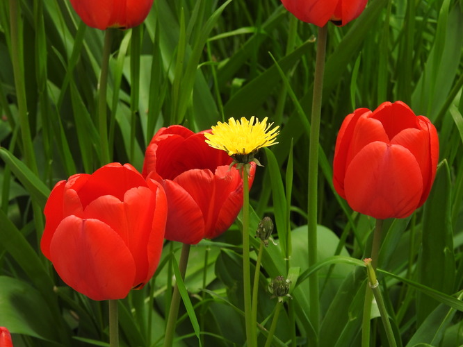 medzi tulipánmi
