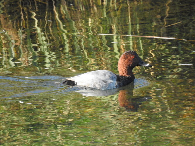 káčer