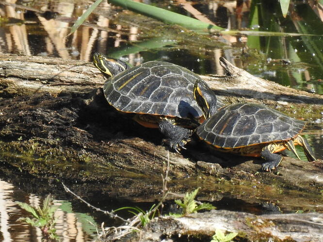 tandem