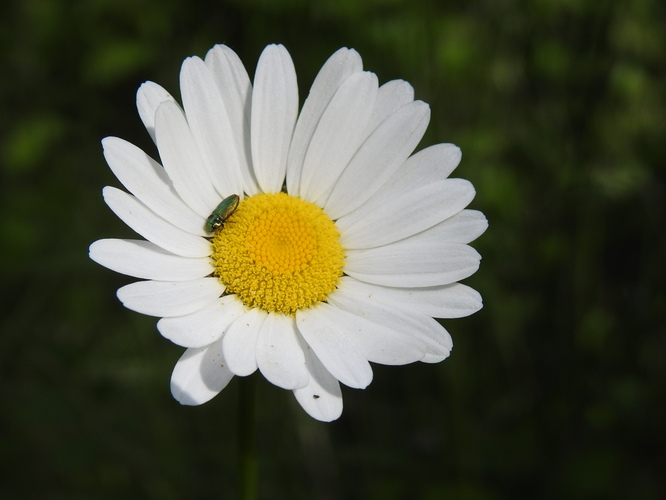 grétka