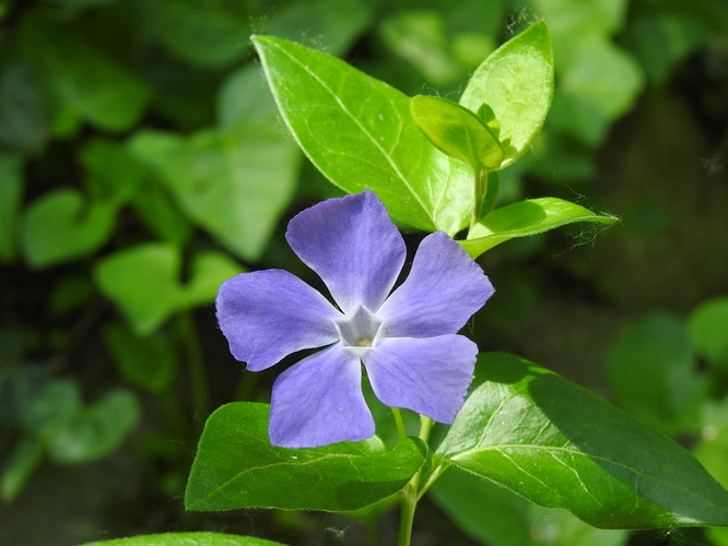 modrý