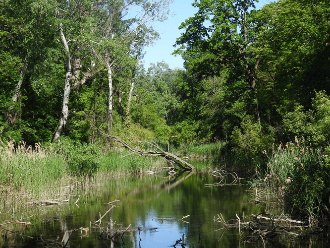 rusovské rameno