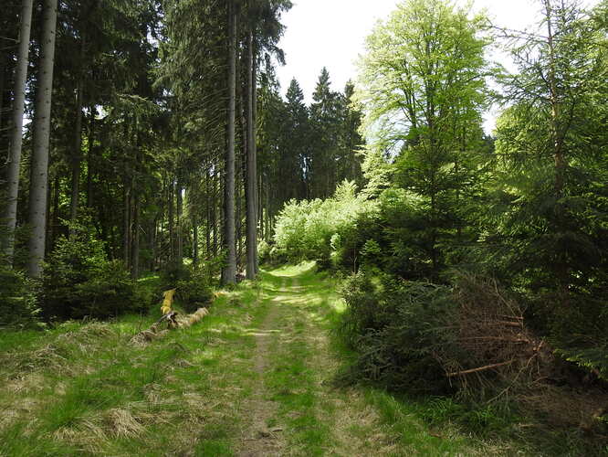 Slavkovským lesom