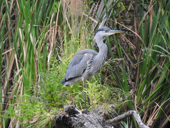 potomok