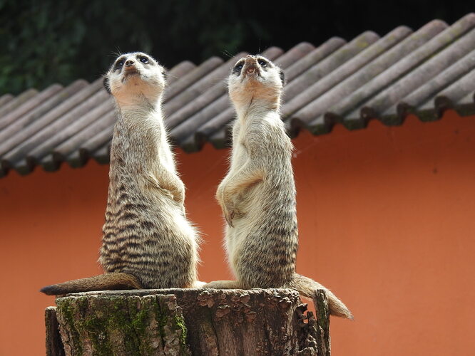 zoo