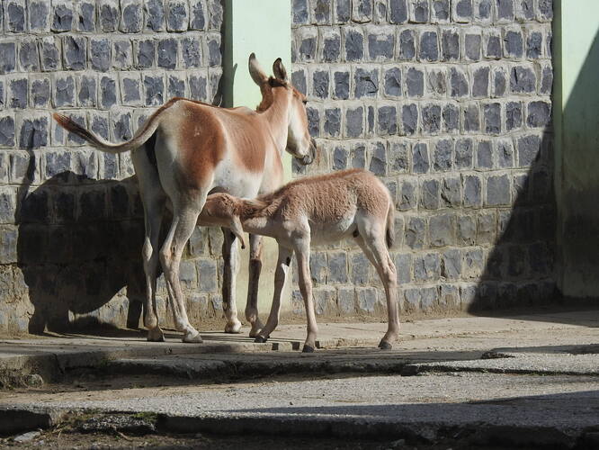 zoo