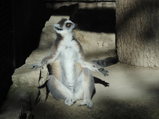 zoo