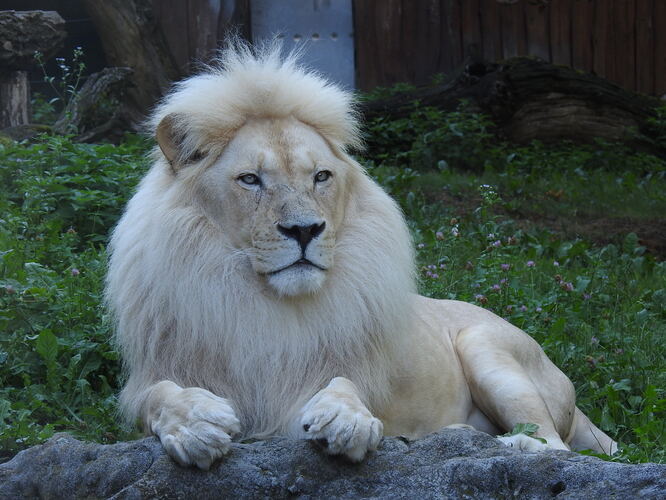 zoo