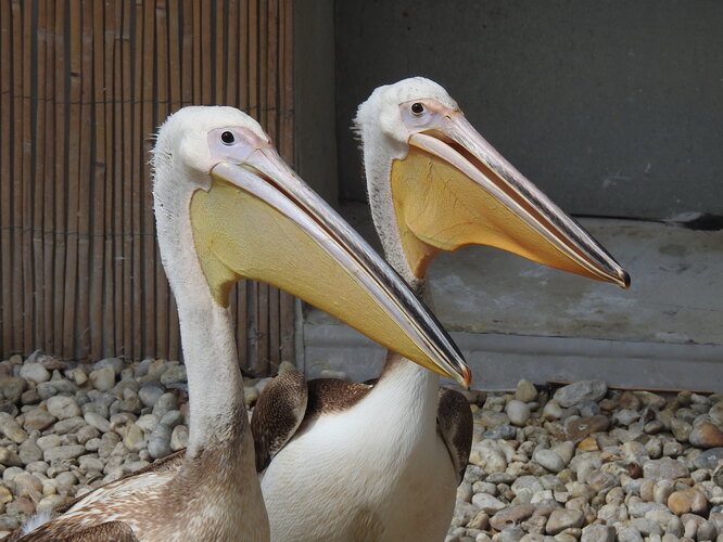 zoo