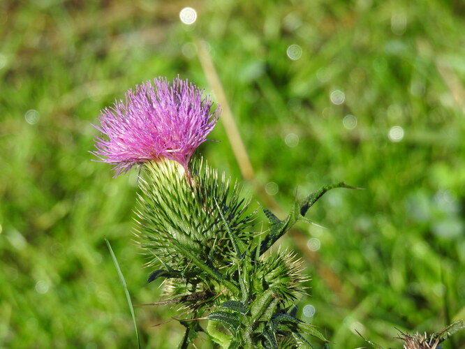 pichľavý