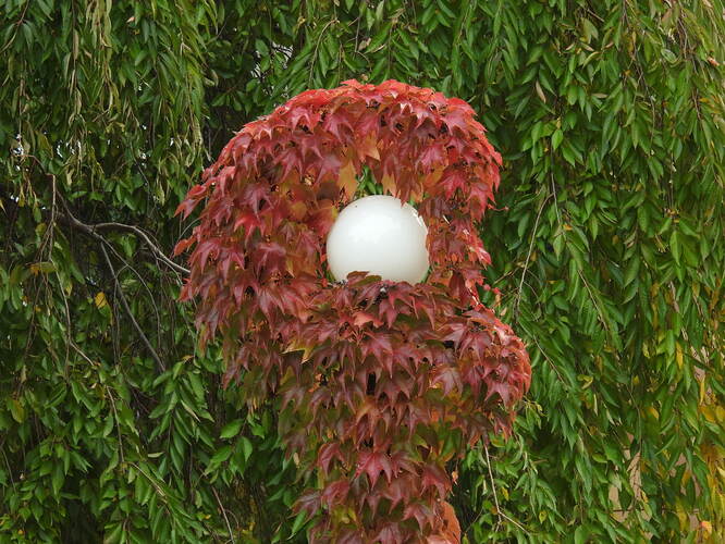 lampa jesenná