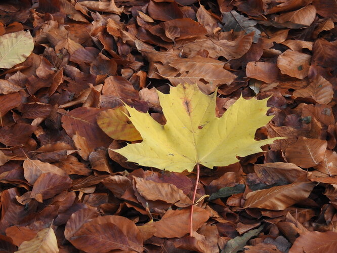 javorový na bukovom koberci