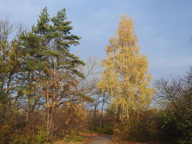 neopadavé a opadavý