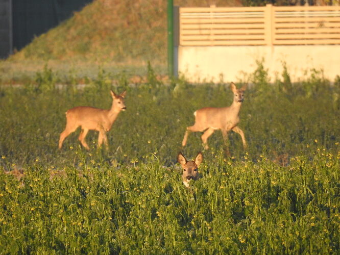 výkuk a dve kamošky
