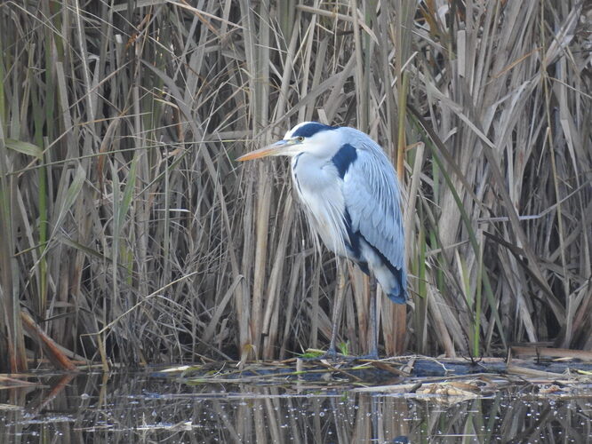 čakateľka popolavá