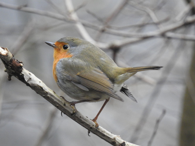 oranžový podbradníček