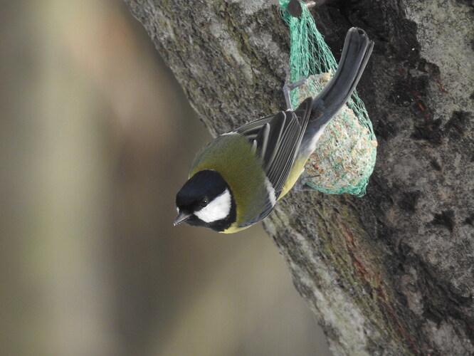 krivochvost bielolíci