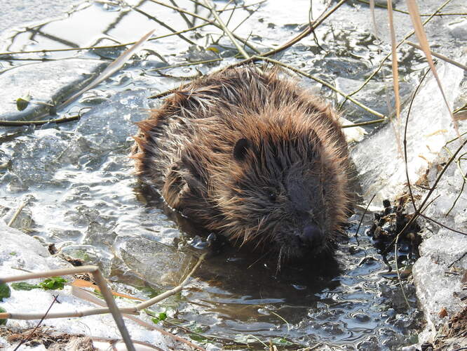 zimná údržba východu