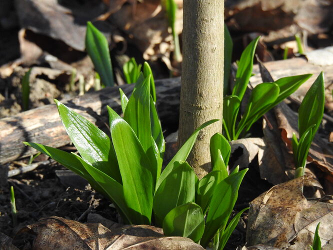 už aj medvedí cesnak