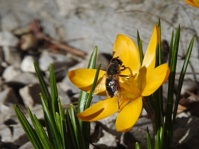 februárové peľobranie