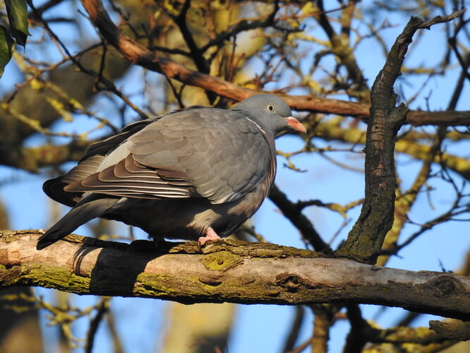 hrivňáci zvestujú jar
