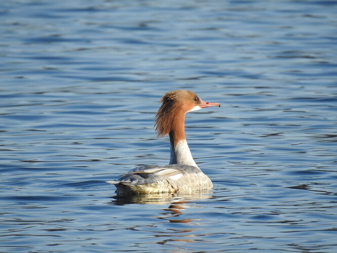 potátačka s három