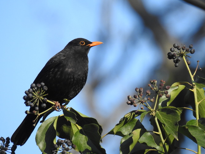 čierny na bobuliach