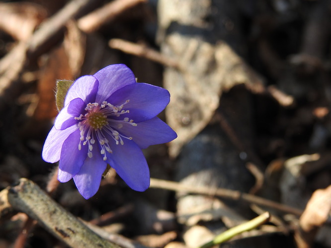 už aj pečeňovník
