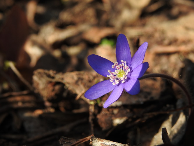 už aj pečeňovník