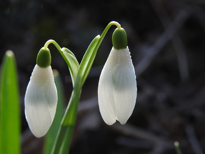 dvojramenný kandelkáber
