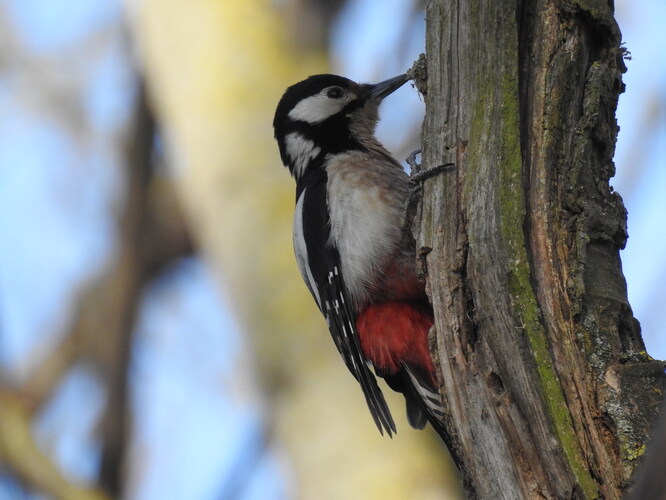 nabudený signalizátor