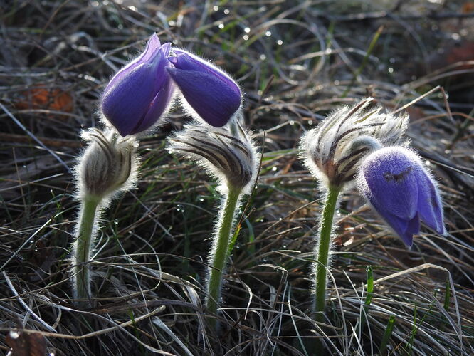 chlpáčiky devínske