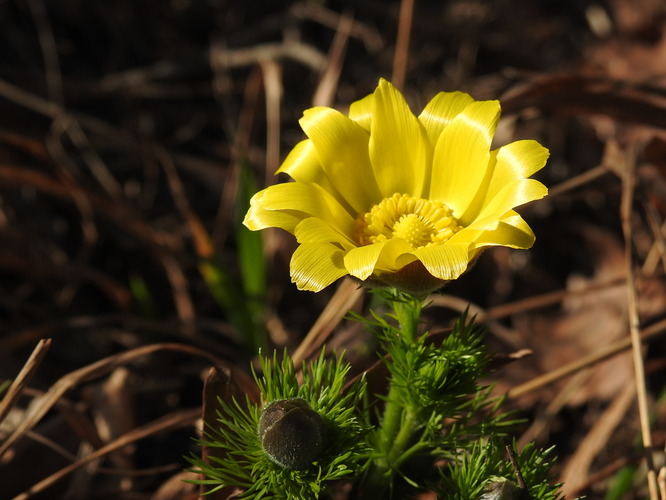 rozkvitnutý samotár