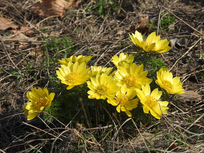 hlaváčiky devínske