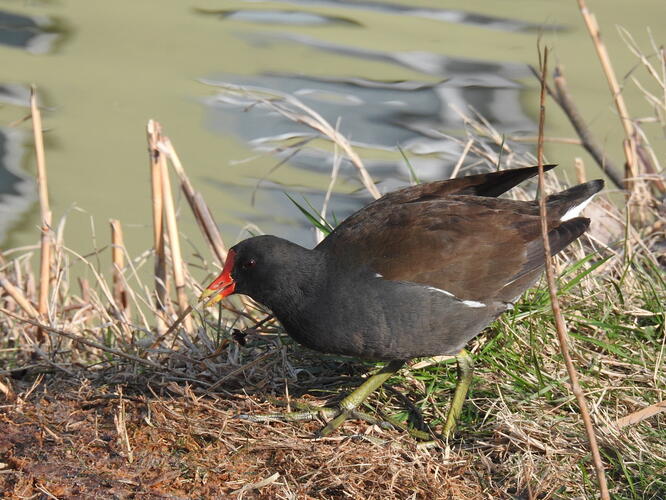 zelenonôžka na súši