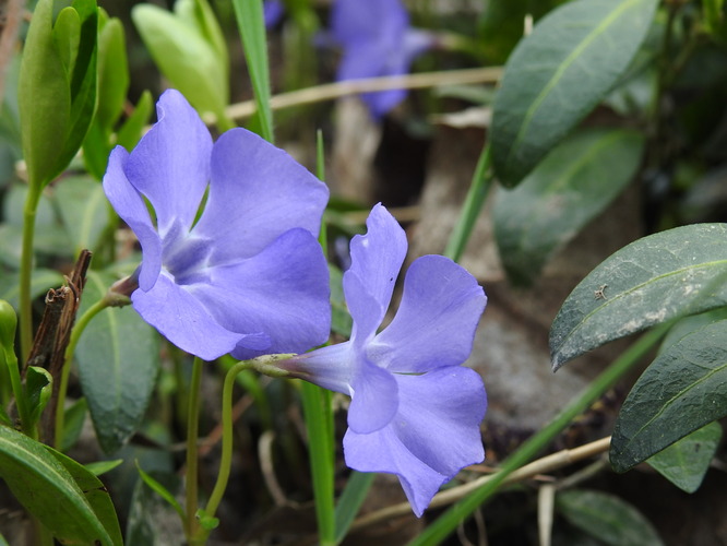 modré hlásne trúby