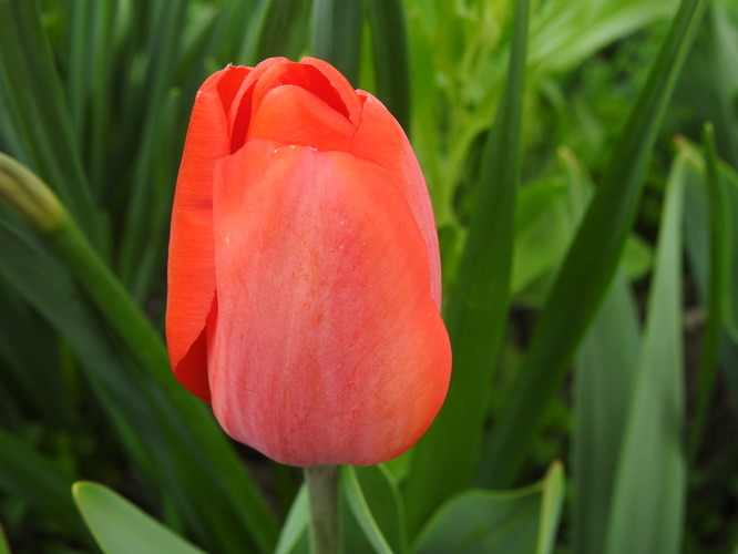 červený túlivý pán