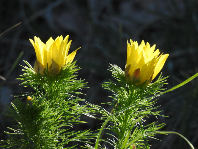 hlaváčiky devínske