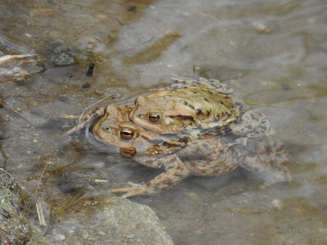 niesť si svoj kríž