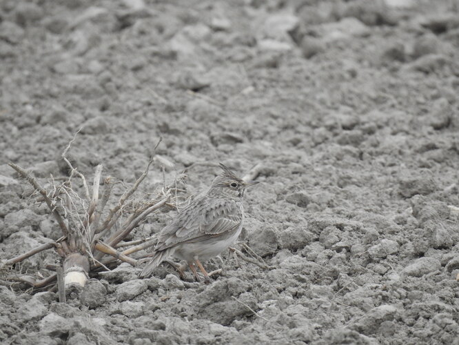 škovránok nenápadný