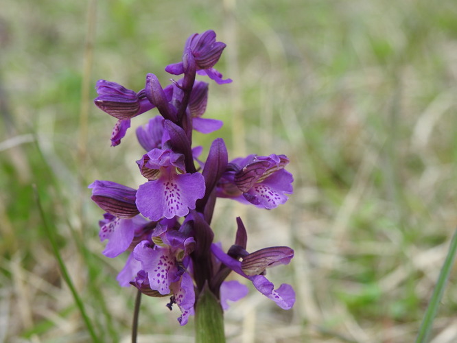 najkrajšia na lúke