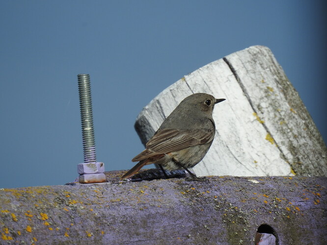žltochvost na hojdačke