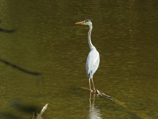 popolavá