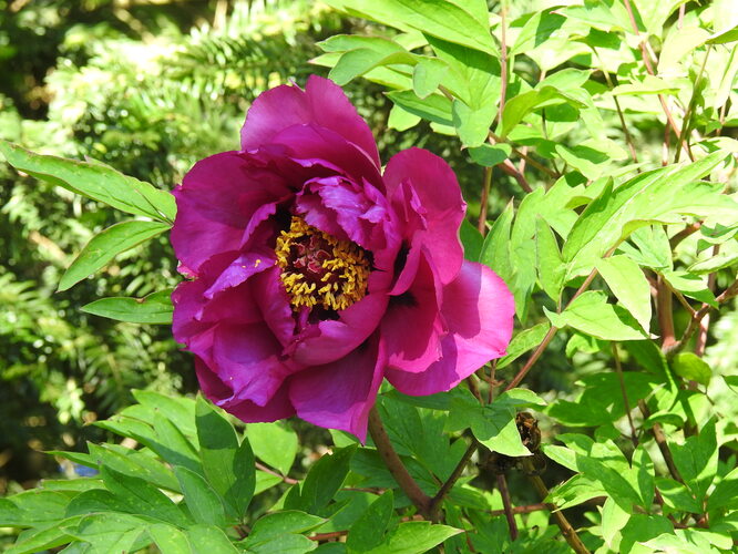 z hofskej botanickej