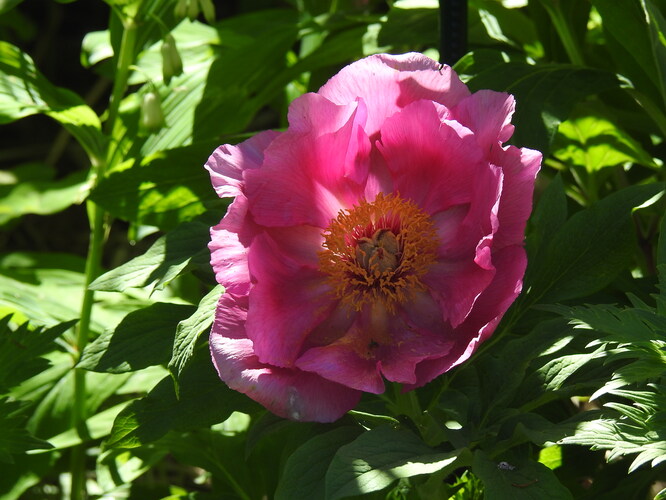 z hofskej botanickej