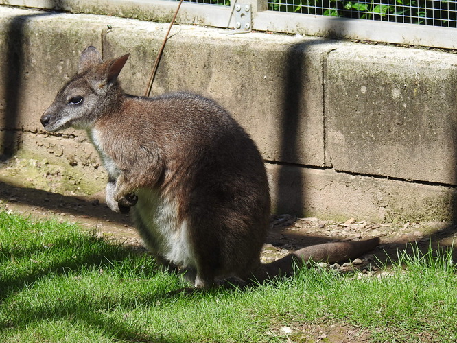 z hofskej zoo