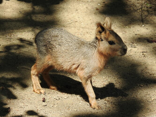 z hofskej zoo