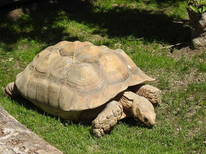 z hofskej zoo