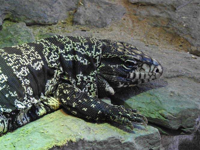 z hofskej zoo
