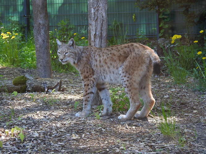 z hofskej zoo